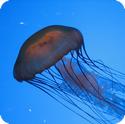 Jellyfish at the New England Aquarium