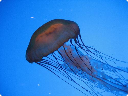 Jellyfish at the New England Aquarium