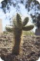 Cactus at the Desert Botanical Garden in Phoenix