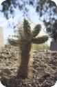 Cactus at the Desert Botanical Garden in Phoenix
