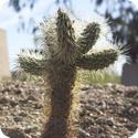 Cactus at the Desert Botanical Garden in Phoenix