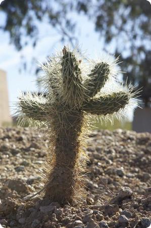 Cactus at the Desert Botanical Garden in Phoenix