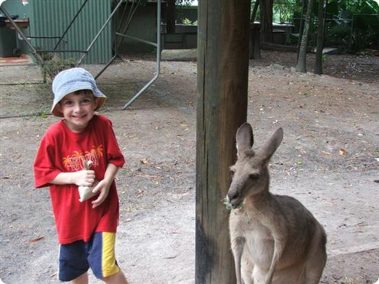 Kangaroo Encounter at the Cairns Tropical Zoo