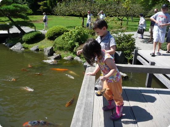 Plenty of Koi to feed (bags of fish food cost $1 each at the gatehouse)