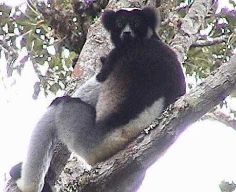 Indri Indri Lemur in Madagascar