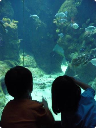 Aquarium at the California Academy of Sciences in San Francisco