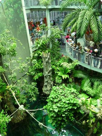 Rainforest Habitat at the California Academy of Sciences in San Francisco