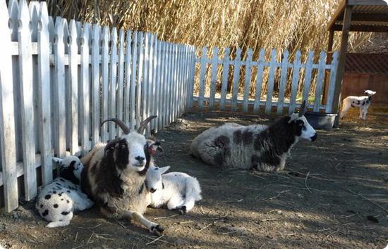 Fainting Goats at Calistoga's Old Faithful Geyser