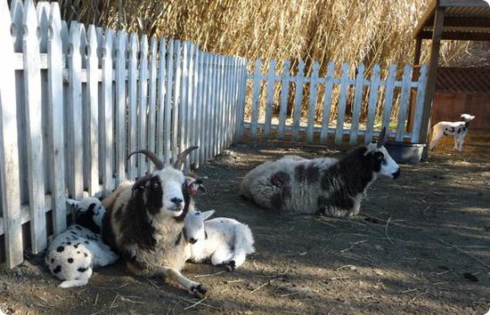 Fainting Goats at Calistoga's Old Faithful Geyser