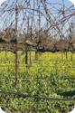 Grape Vines in the Napa Valley