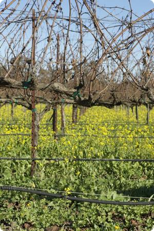 Grape Vines in the Napa Valley