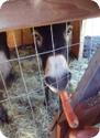 Feeding the Donkeys at Mar Vista Cottages