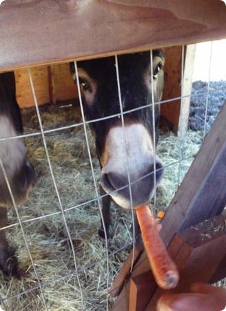Feeding the Donkeys at Mar Vista Cottages