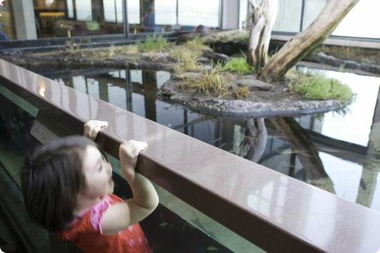 D Peeks at the Sandy Shore Aviary