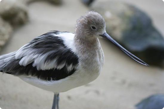 Monterey Bay Aquarium Aviary