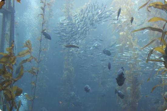 Kelp Forest at the Monterey Bay Aquarium