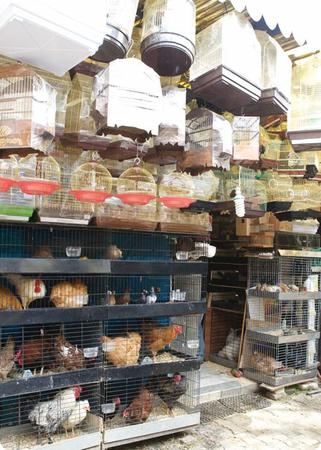 Chickens for sale outside of Istanbul's Spice Bazaar