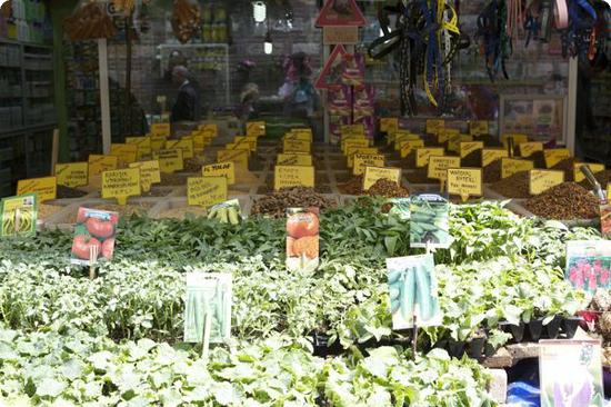 Plants for sale outside of Istanbul's Spice Bazaar