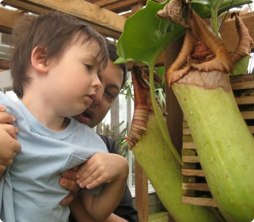 E checks to see what's inside a pitcher plant at the Volunteer Park Conservatory