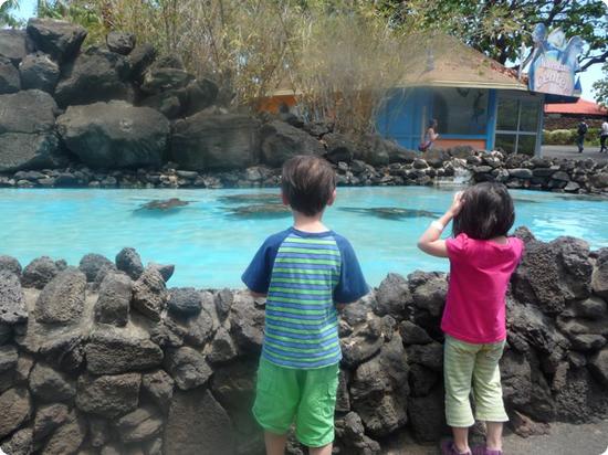 Sea Turtle Exhibit at Sea Life Park on Oahu