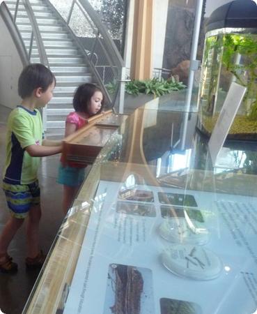 The kids loved these drawers, each of which contains bones, shells, or other artifacts from local animals