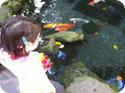 Darya checks out the koi at the International Market Place in Honolulu