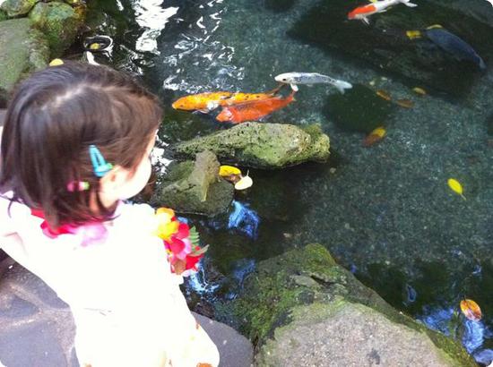 Darya checks out the koi at the International Market Place in Honolulu