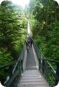 Do you dare to cross the Capilano Suspension Bridge?