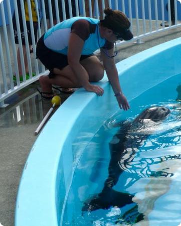 Baby Hope at the Clearwater Marine Aquarium