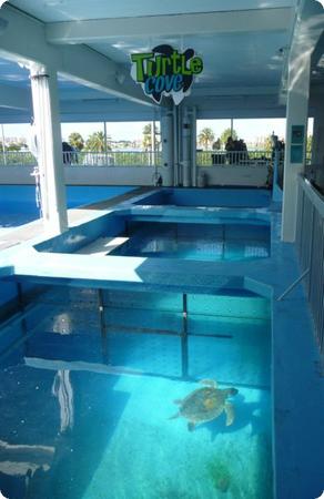 Sea Turtles at the Clearwater Marine Aquarium