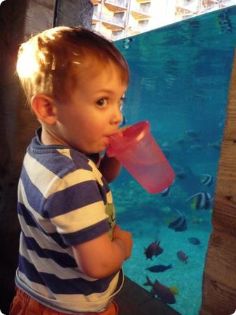 A Toddler's Eye View of "Rainbow Reef,"  Aulani's Snorkel Lagoon