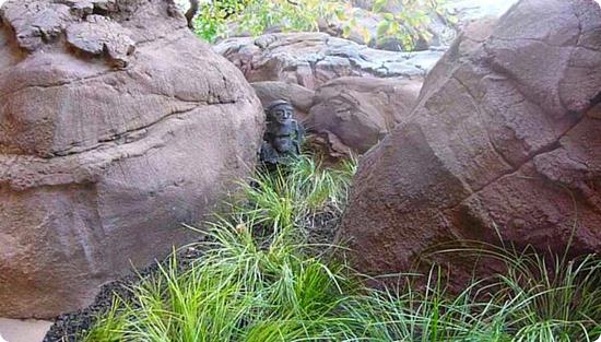 Menehune hiding in the landscaping at the Aulani Resort