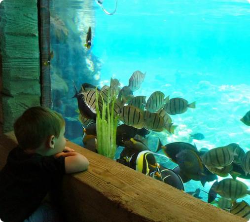 Eilan is mesmerized as fish swarm to eat their morning lettuce in Rainbow Reef