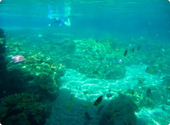 Rainbow Reef at Aulani Resort through a toddler height window