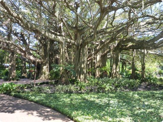 80 year old banyan tree at LEGOLAND Florida