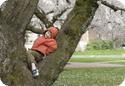 Everest in a Cherry Tree at University of Washington in Seattle