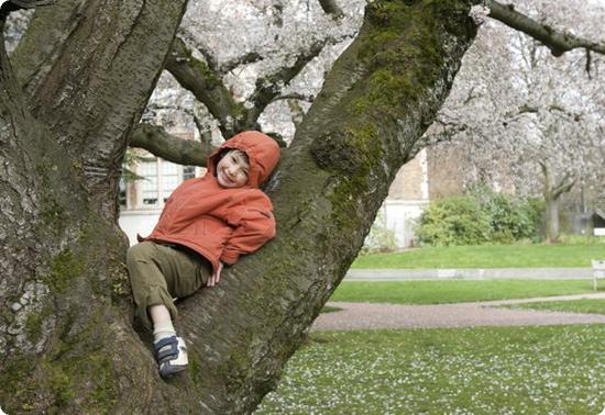 Everest in a Cherry Tree at University of Washington in Seattle