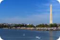 Cherry Blossoms in Washington DC