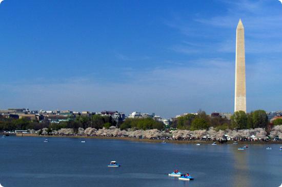 Cherry Blossoms in Washington DC