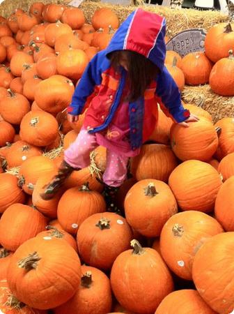 Darya explores the pumpkin patch