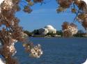 Cherry blossom trees in Washington DC
