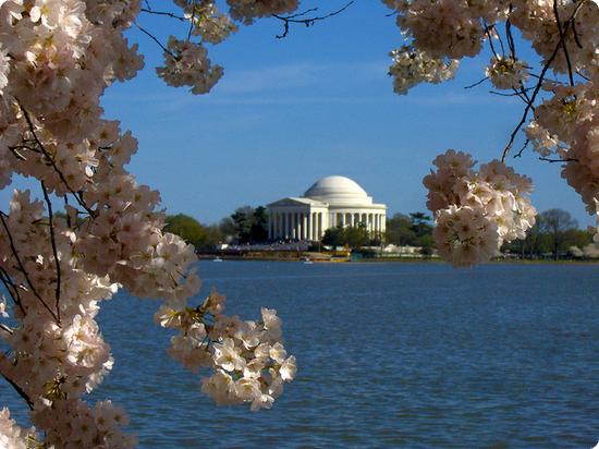 Cherry blossom trees in Washington DC