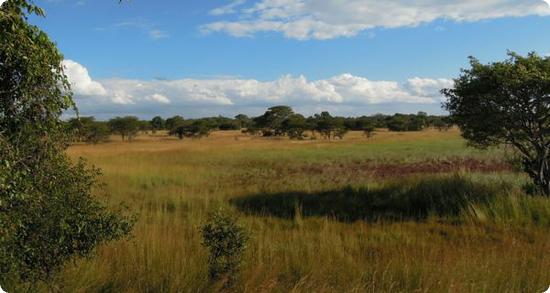 Zambian landscape