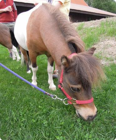 Miniature Horses