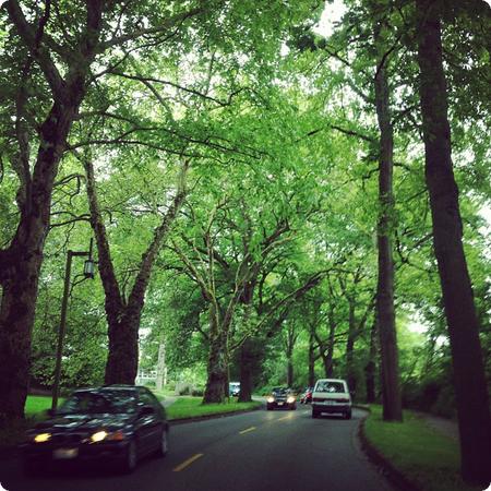 Traffic Jam in the Arboretum... There's a reason Seattle is called the Emerald City