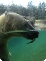 Polar Bear at the Point Defiance Zoo and Aquarium