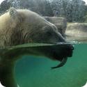 Polar Bear at the Point Defiance Zoo and Aquarium