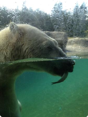 Polar Bear at the Point Defiance Zoo and Aquarium